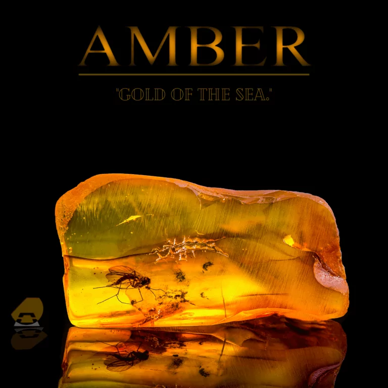 Bernstein Kraftstein beleuchtet mit eingeschlossener Fliege auf schwarzem Hintergrund. Die Überschrift des Bildes lautet "Amber Gold of the Sea".