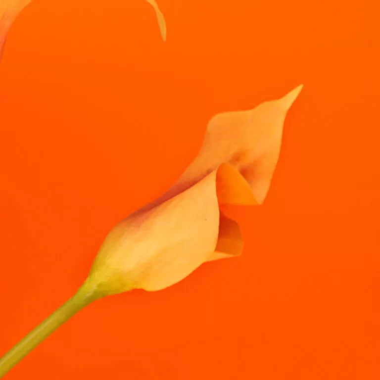 Orangene Blüte auf orangenem Hintergrund. Symbolbild für die Bedeutung dieser Farbe.